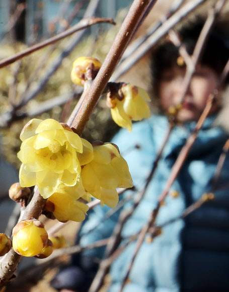한파 속 꽃망울 터트린 ’한객’ 납매