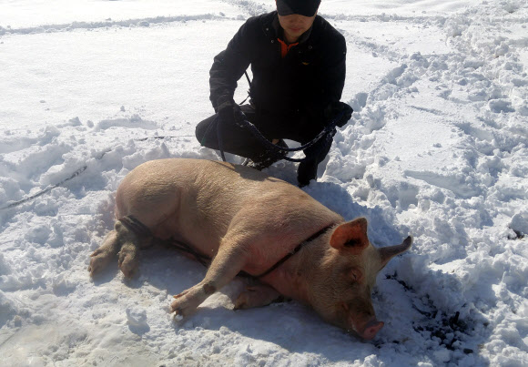 트럭에서 탈출한 돼지, 119에 붙잡혀