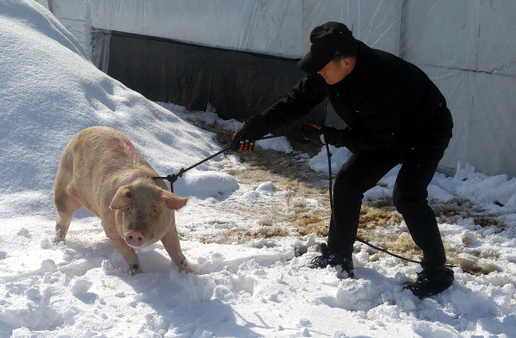 트럭에서 탈출했지만…119에 붙잡힌 돼지