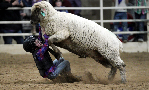 16일(현지시간) 미국 콜로라도주 덴버에서 열린 어린이들이 양을 타고 펼치는 로데오 이벤트인 ‘머튼 버스틴(Mutton Bustin)’ 도중 한 어린이가 양에서 떨어져 아찔한 순간이 벌어졌다. AFP 연합뉴스