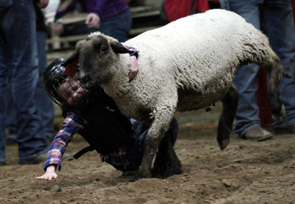 16일(현지시간) 미국 콜로라도주 덴버에서 열린 어린이들이 양을 타고 펼치는 로데오 이벤트인 ‘머튼 버스틴(Mutton Bustin)’ 도중 한 어린이가 양에서 떨어져 아찔한 순간이 벌어졌다. AFP 연합뉴스