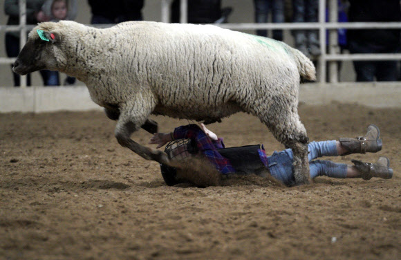16일(현지시간) 미국 콜로라도주 덴버에서 열린 어린이들이 양을 타고 펼치는 로데오 이벤트인 ‘머튼 버스틴(Mutton Bustin)’ 도중 한 어린이가 양에서 떨어져 아찔한 순간이 벌어졌다. AFP 연합뉴스