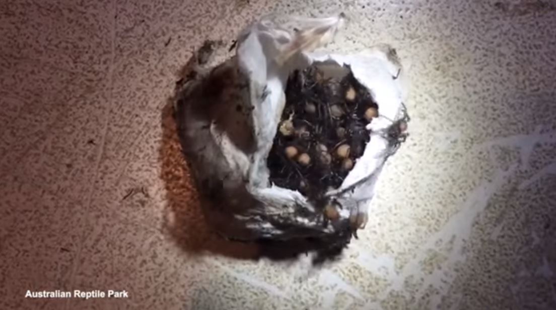 계란 알집에서 175마리의 깔대기 그물 거미(funnel web spider)가 나오는 모습(유튜브 영상 캡처)