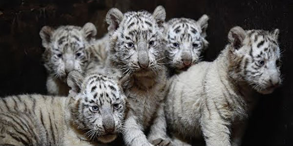 중국 윈난 동물원에서 최근 공개한 희귀종인 흰색 호랑이 여섯 쌍둥이(사진=CGTN 유튜브 채널 캡처)