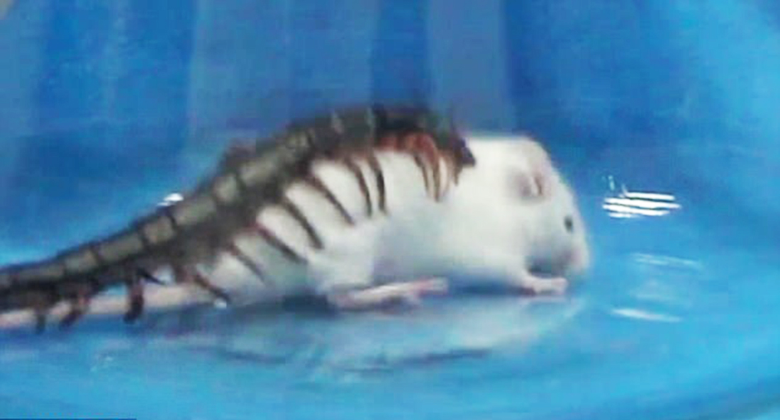 치명적 지네 독