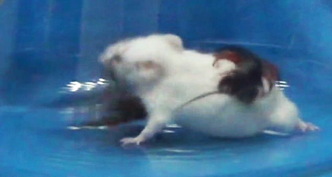 Golden head centipede