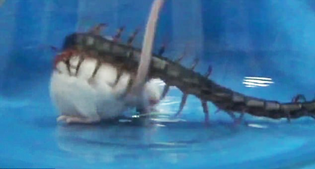 Golden head centipede