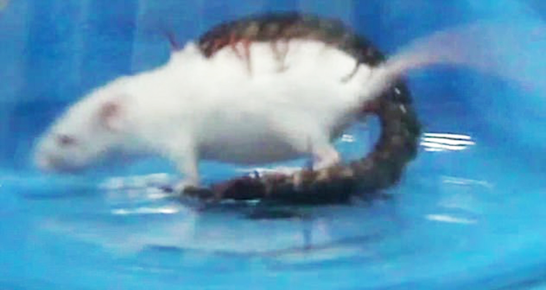 Golden head centipede