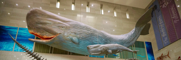서대문자연사박물관 로비의 향유고래 모형.