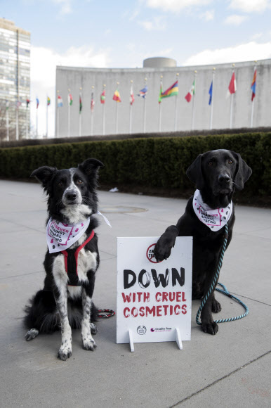 24일(현지시간) 미국 뉴욕의 유엔 본부 앞에서 화장품 업계의 동물 실험에 반대하는 시위에 강아지들이 피켓을 세우고 참가하고 있다. AP 연합뉴스