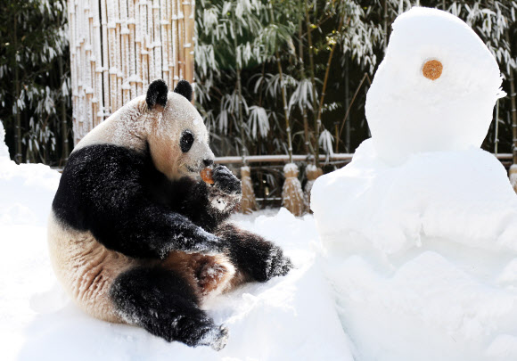 눈 위에서 먹는 먹이가 꿀맛
