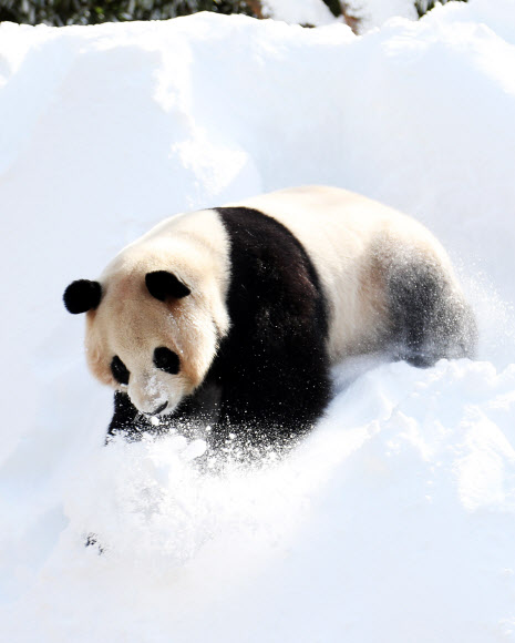 겨울이 즐거운 판다 아이바오