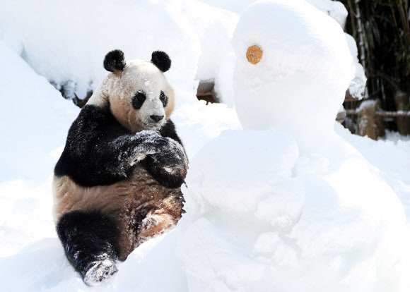 눈 위에서 먹는 먹이가 꿀맛