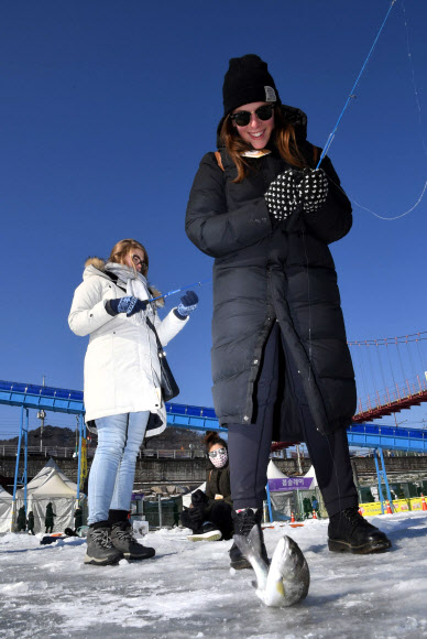 지난 27일 강원 화천군 화천읍 화천천에서 열린 산천어축제 얼음낚시에 참가한 외국인이 산천어를 잡으며 신기해 하고 있다.  화천군 제공=연합뉴스