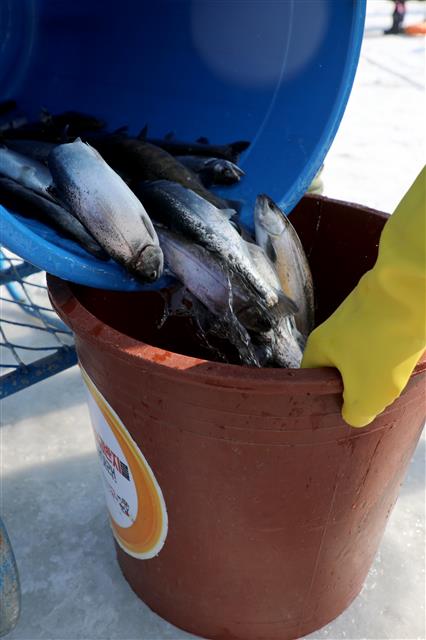 2018 화천산천어 축제 마지막 날인 28일 축제장인 강원도 화천군 화천읍 얼음낚시터에서 축제관계자가 산천어를 얼음구멍에 방류하고 있다. 축제는 지난 27일 기준 누적 관광객 165만6413명으로 우리나라 국민(통계청 추산 5125만명) 30명 중 1명이 축제를 찾은 것으로 집계됐다.  뉴스1