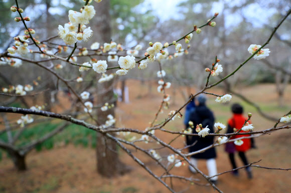 31일 오전 제주시 한림읍 한림공원의 매화가 꽃망울을 터뜨리고 있다.  연합뉴스