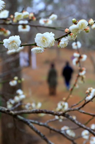 31일 오전 제주시 한림읍 한림공원의 매화가 꽃망울을 터뜨리고 있다.  연합뉴스