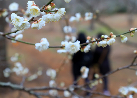 31일 오전 제주시 한림읍 한림공원의 매화가 꽃망울을 터뜨리고 있다.  연합뉴스