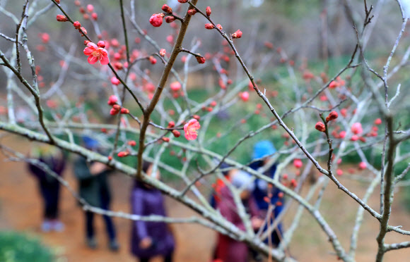 31일 오전 제주시 한림읍 한림공원의 홍매화가 꽃망울을 터뜨리고 있다.  연합뉴스