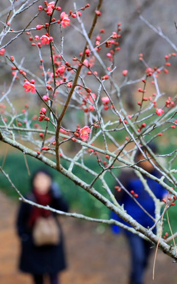 31일 오전 제주시 한림읍 한림공원의 홍매화가 꽃망울을 터뜨리고 있다.  연합뉴스