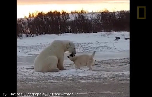 사슬로 묶인 썰매 개와 노는 북극곰.  동영상 캡처 화면