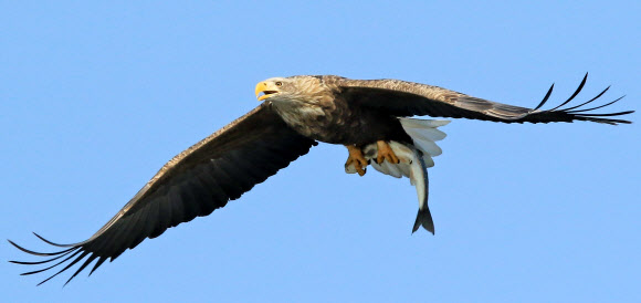 위풍당당 흰꼬리수리
