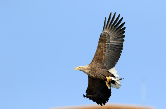 위풍당당 흰꼬리수리