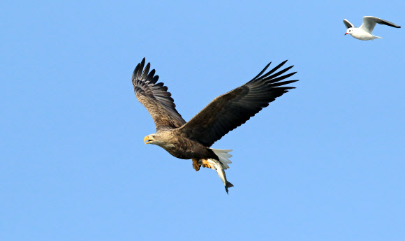 쫓고 쫓기고…흰꼬리수리와 갈매기