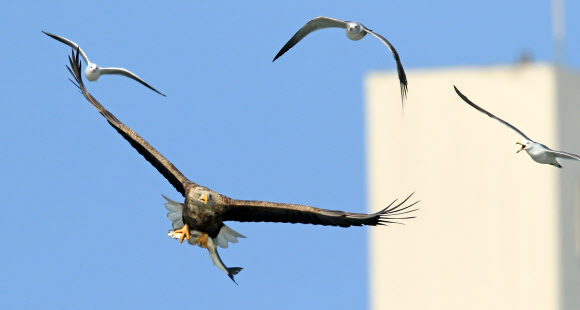 쫓고 쫓기고…흰꼬리수리와 갈매기