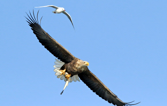 쫓고 쫓기고…흰꼬리수리와 갈매기