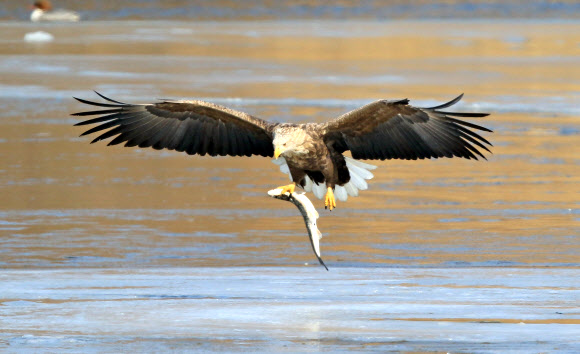 물고기 사냥에 성공한 흰꼬리수리