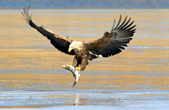 물고기 사냥에 성공한 흰꼬리수리