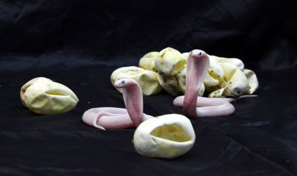 31일(현지시간) 프랑스 로얀의 플래닛 엑소티카 동물원에서 갓 태어난 루시스틱 외알안경 코브라(Leucistic Monocled cobra)가 세상 구경을 하고 있다. AFP 연합뉴스