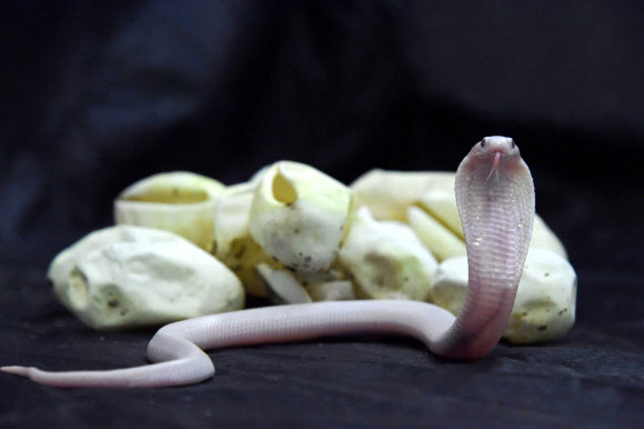 31일(현지시간) 프랑스 로얀의 플래닛 엑소티카 동물원에서 갓 태어난 루시스틱 외알안경 코브라(Leucistic Monocled cobra)가 세상 구경을 하고 있다. AFP 연합뉴스