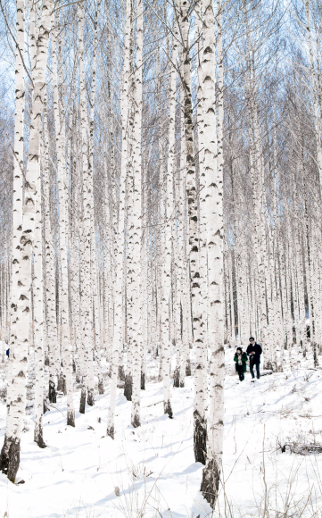 인제 자작나무 숲을 찾은 관광객들이 눈꽃 트레킹을 즐기고 있다.