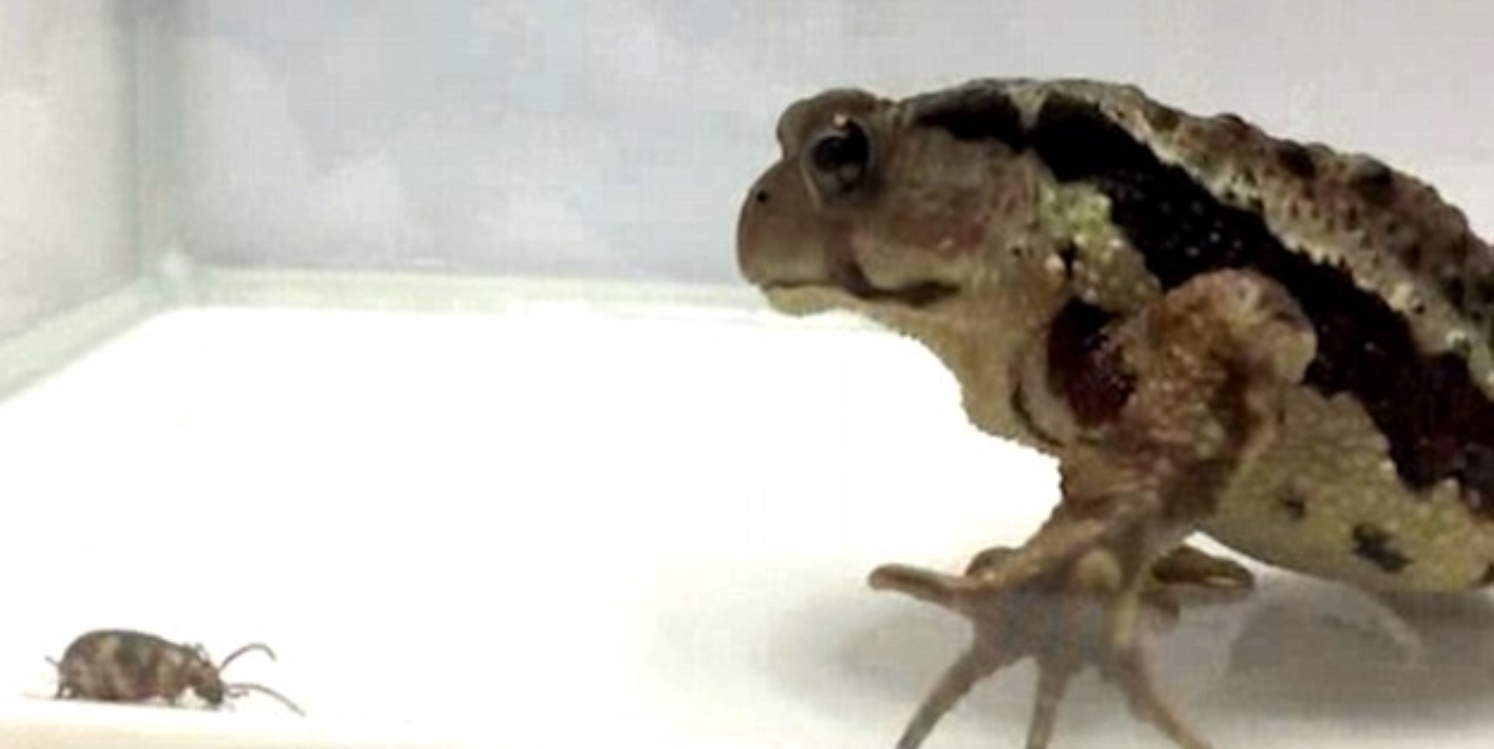 유튜브 영상 캡처