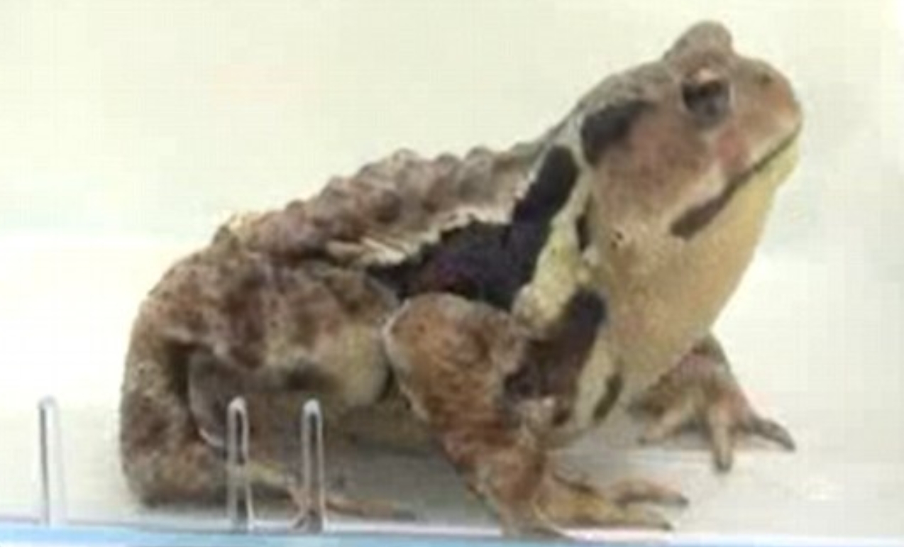 유튜브 영상 캡처