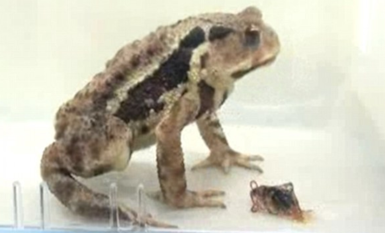 유튜브 영상 캡처