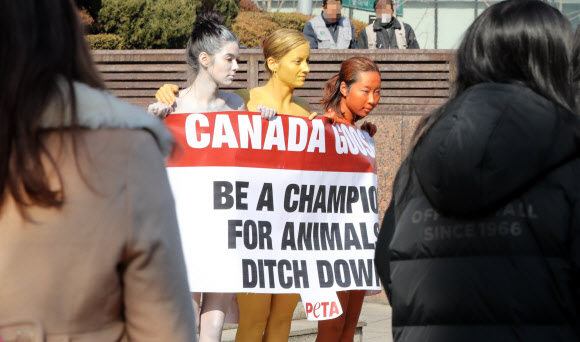 국제동물권리단체 페타(PETA) 회원들이 평창올림픽 개막을 앞둔 8일 오후 서울 중구 을지로 입구에서 금은동메달을 상징하는 바디페인팅을 한 채 ’캐나다구스 다운 판매를 중지하고 동물들의 챔피언이 되어주세요’ 문구가 적힌 배너를 들고 동물권리보호활동을 펼치고 있다.  연합뉴스