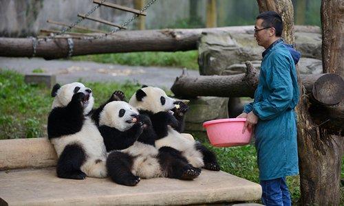 쓰촨성 충칭의 동물원에서 사육사가 판다에게 먹이를 주고 있다. 글로벌타임스