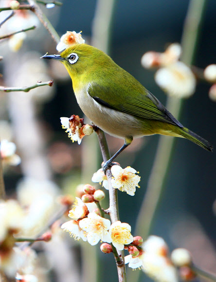 비교적 포근한 날씨를 보인 10일 제주 서귀포시 중앙도서관 앞 꽃을 활짝 피운 매화나무에 동박새가 앉아 있다.  연합뉴스