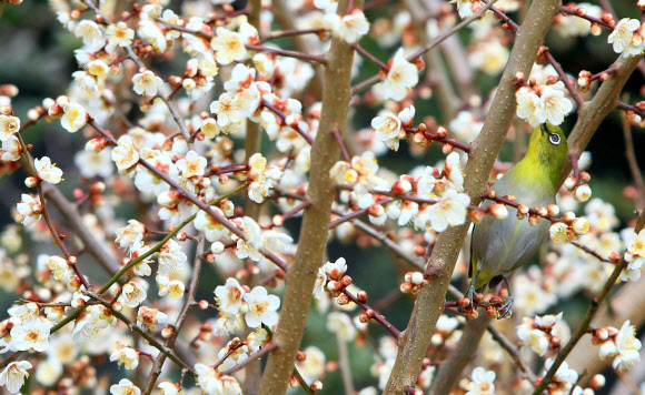 비교적 포근한 날씨를 보인 10일 제주 서귀포시 중앙도서관 앞 꽃을 활짝 피운 매화나무에 동박새가 앉아 꿀을 따고 있다.  연합뉴스