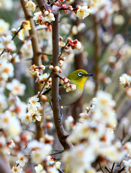 비교적 포근한 날씨를 보인 10일 제주 서귀포시 중앙도서관 앞 꽃을 피운 매화나무에 동박새가 앉아 있다.  연합뉴스
