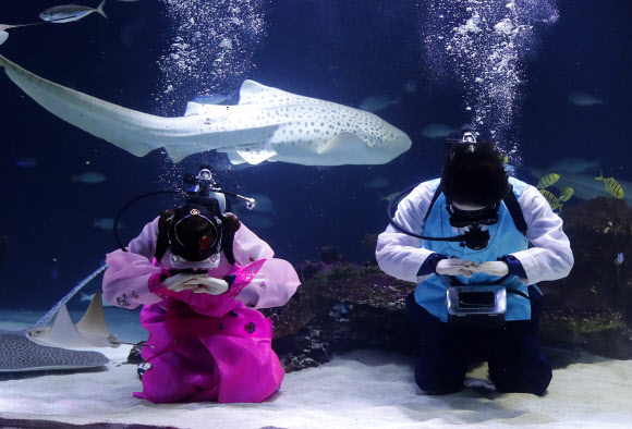 설 연휴를 사흘 앞둔 12일 오전 서울 여의도 한화 아쿠아플라넷63 대형 수족관에서 한복을 입은 아쿠아리스트가 수중 세배를 하고 있다. 한화 아쿠아플라넷63은 설 당일인 16일 한복을 착용한 고객에게 63종합권을 무료로 제공한다. 또 설 연휴기간 동안 메인수조 특별 공연으로 수중 한복쇼를 진행하며 다양한 민속놀이와 포춘쿠키 이벤트를 진행한다.  연합뉴스