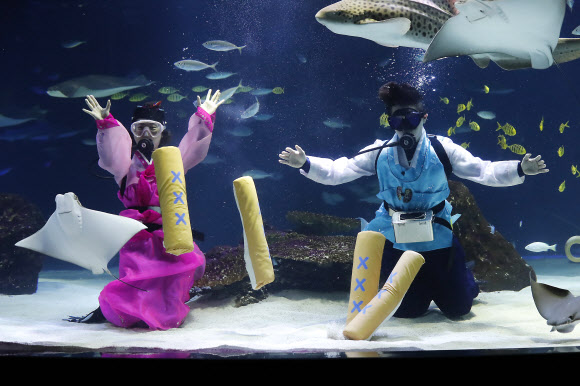 설 연휴를 사흘 앞둔 12일 오전 서울 여의도 한화 아쿠아플라넷63 대형 수족관에서 한복을 입은 아쿠아리스트가 수중 세배 하고 있다. 한화 아쿠아플라넷63은 설 당일인 16일 한복을 착용한 고객에게 63종합권을 무료로 제공한다. 또 설 연휴기간 동안 메인수조 특별 공연으로 수중 한복쇼를 진행하며 다양한 민속놀이와 포춘쿠키 이벤트를 진행한다.  연합뉴스