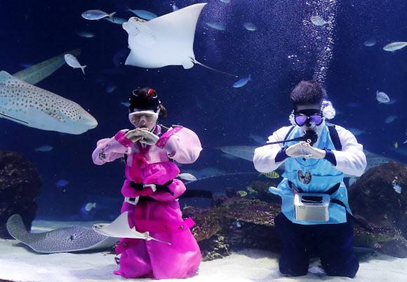 설 연휴를 사흘 앞둔 12일 오전 서울 여의도 한화 아쿠아플라넷63 대형 수족관에서 한복을 입은 아쿠아리스트가 세배를 하고 있다. 한화 아쿠아플라넷63은 설 당일인 16일 한복을 착용한 고객에게 63종합권을 무료로 제공한다. 또 설 연휴기간 동안 메인수조 특별 공연으로 수중 한복쇼를 진행하며 다양한 민속놀이와 포춘쿠키 이벤트를 진행한다.  연합뉴스