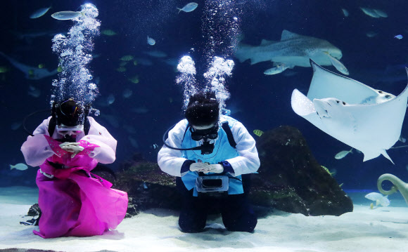 설 연휴를 사흘 앞둔 12일 오전 서울 여의도 한화 아쿠아플라넷63 대형 수족관에서 한복을 입은 아쿠아리스트가 세배를 하고 있다. 한화 아쿠아플라넷63은 설 당일인 16일 한복을 착용한 고객에게 63종합권을 무료로 제공한다. 또 설 연휴기간 동안 메인수조 특별 공연으로 수중 한복쇼를 진행하며 다양한 민속놀이와 포춘쿠키 이벤트를 진행한다.  연합뉴스