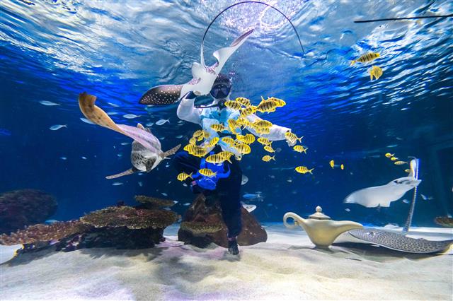 12일 한화호텔앤드리조트가 운영하는 서울 영등포구 한화 아쿠아플라넷63에서 민족의 명절 설을 맞아 한복을 곱게 차려 입은 아쿠아리스트가 제기차기를 하고 있다.  뉴스1