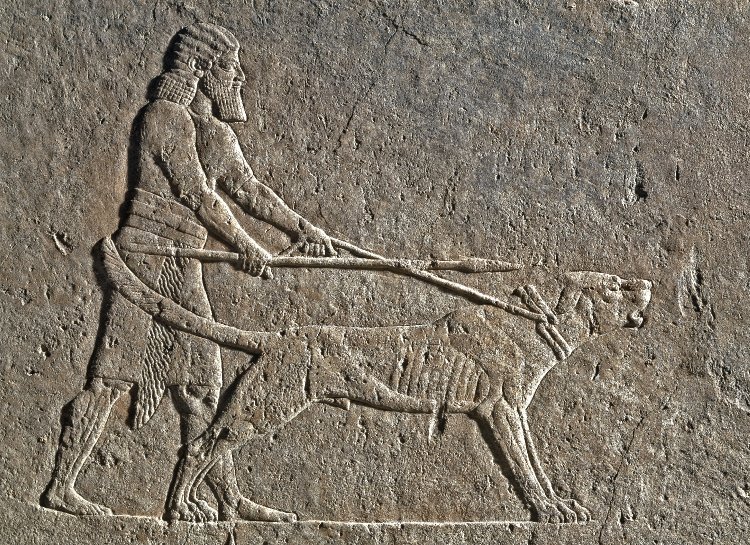 앗시리아 최후의 대왕인 아슈르바니팔(BC668~627)의 ‘사자사냥’(아시아의 개 테마전·브리티시 박물관)
