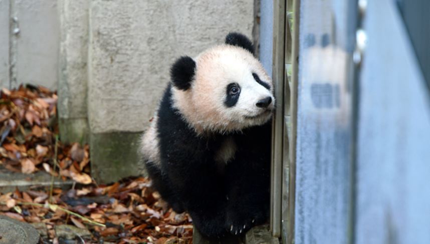 일본 도쿄 우에노 동물원의 아기 자이언트 판다 ‘샨샨’(올 1월 9일 촬영). 우에노 동물원 홈페이지 